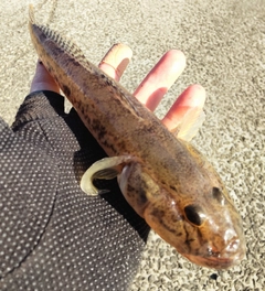 マハゼの釣果