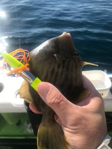 カワハギの釣果