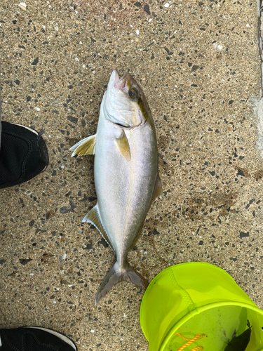 カンパチの釣果