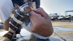 アオハタの釣果