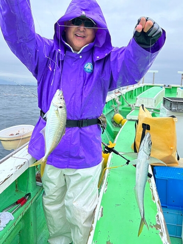 サワラの釣果