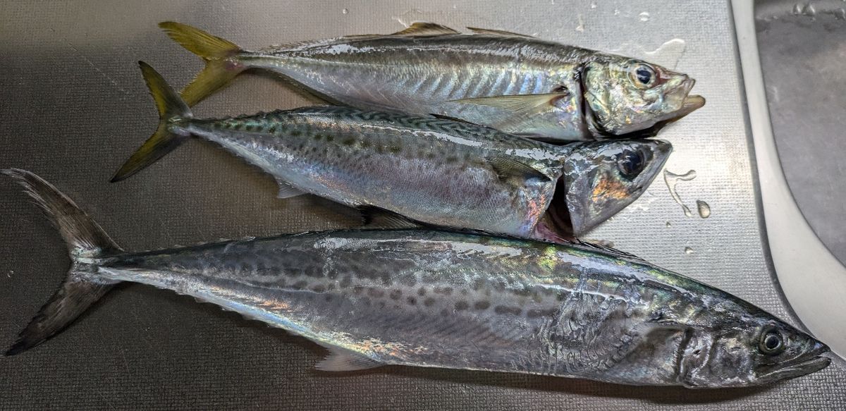 しおタンさんの釣果 2枚目の画像