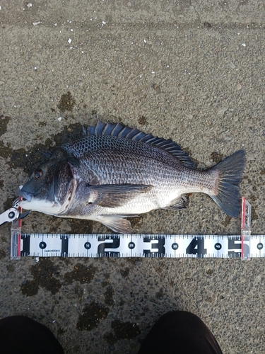 クロダイの釣果