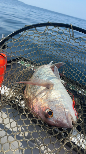 アマダイの釣果