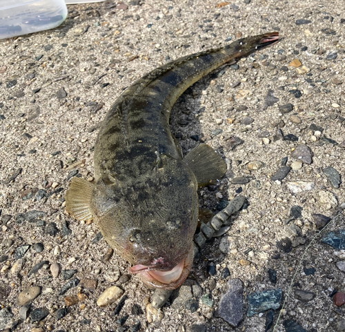 マゴチの釣果