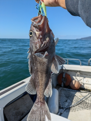 クロソイの釣果