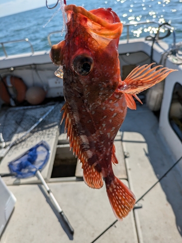 ウッカリカサゴの釣果