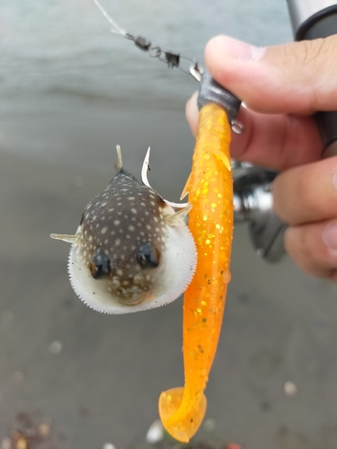 クサフグの釣果