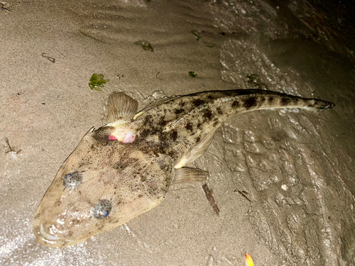 マゴチの釣果