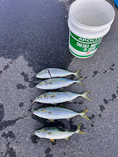 イナダの釣果