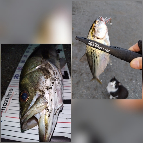 シーバスの釣果