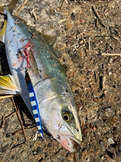 ハマチの釣果