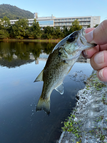 ラージマウスバスの釣果