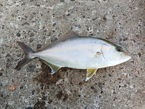 ネリゴの釣果