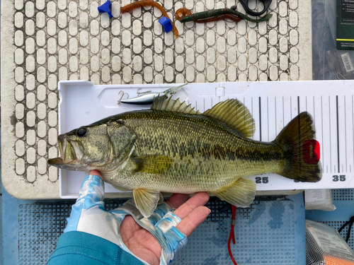 ブラックバスの釣果