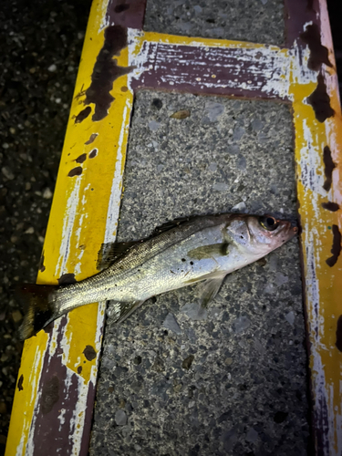 スズキの釣果