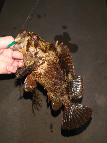 ムラソイの釣果