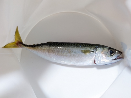 サバの釣果