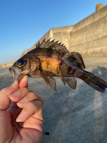 メバルの釣果