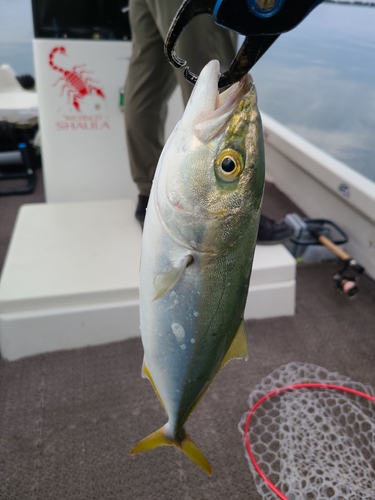 イナダの釣果