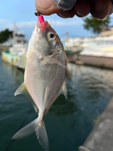 メッキの釣果