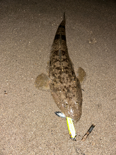 マゴチの釣果