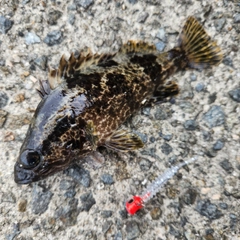 タケノコメバルの釣果