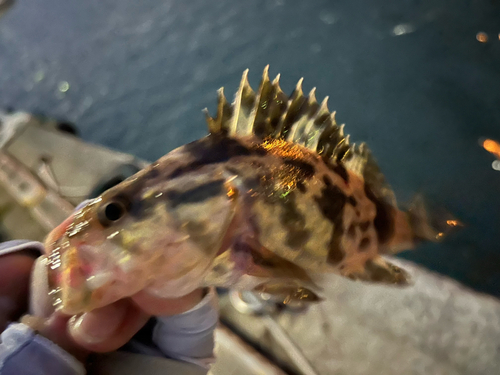 タケノコメバルの釣果