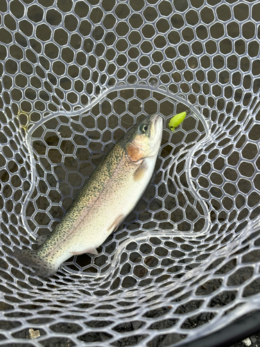 トラウトの釣果