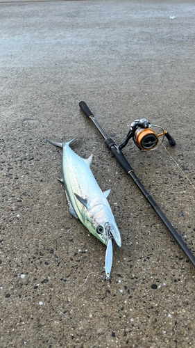 サゴシの釣果