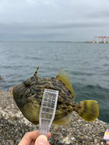 カワハギの釣果