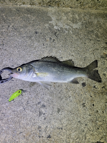 セイゴ（ヒラスズキ）の釣果