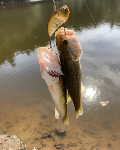 ラージマウスバスの釣果