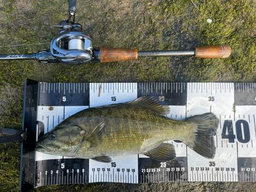 スモールマウスバスの釣果