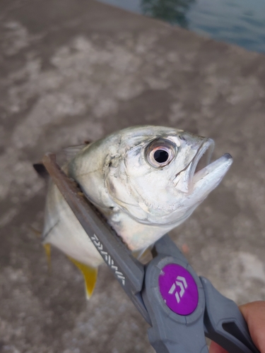 メッキの釣果