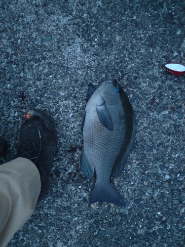 メジナの釣果