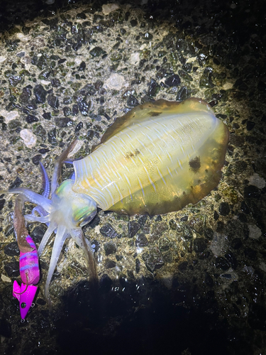 アオリイカの釣果