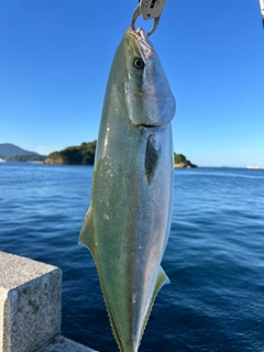 メジロの釣果