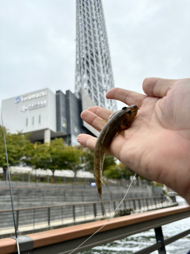 ハゼの釣果