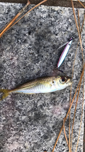 マアジの釣果