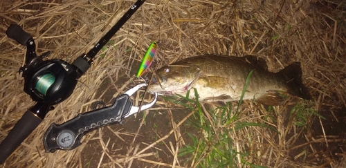 スモールマウスバスの釣果