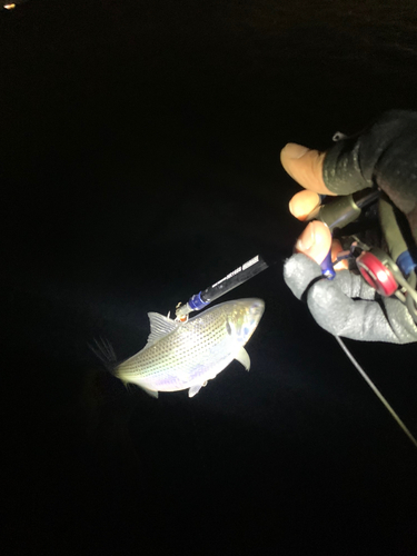 コノシロの釣果