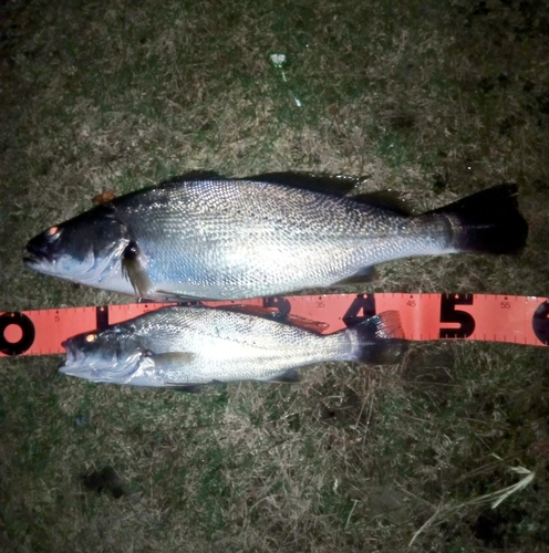 オオニベの釣果