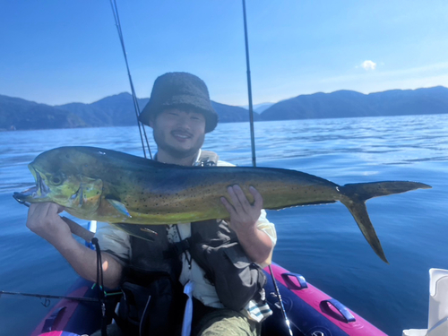 シイラの釣果