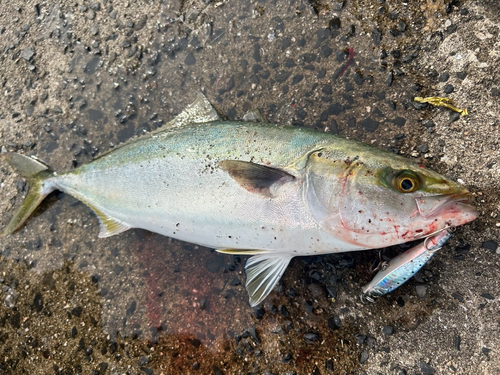 ヤズの釣果