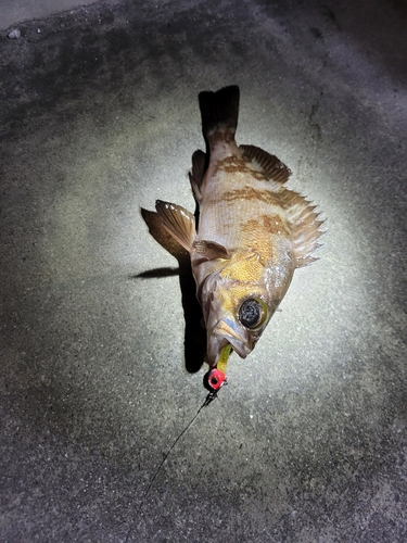 メバルの釣果