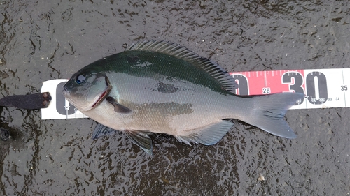 オナガグレの釣果