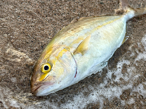 ショゴの釣果