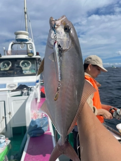 カンパチの釣果