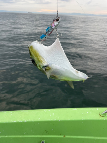 シロサバフグの釣果